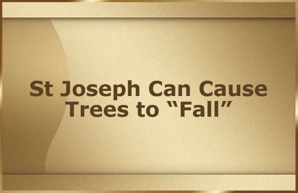 St Joseph Can Cause Trees to Fall
